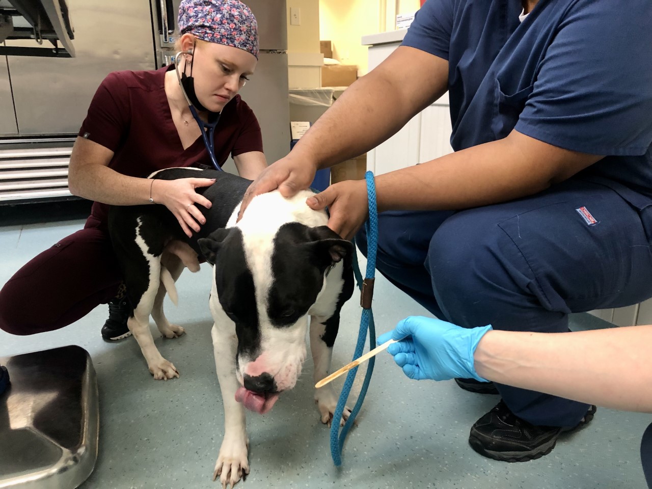 New Animal Welfare Grants Help Broward’s Animals Thrive Community